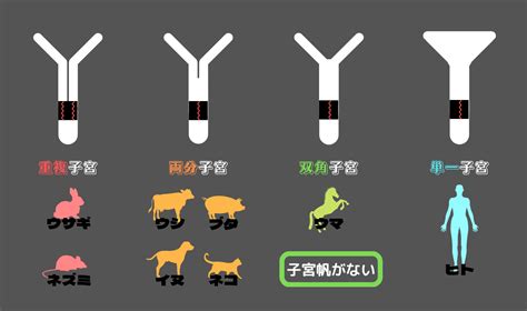 動物胎盤|胎盤の形態を決める進化の伴走者